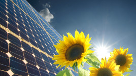 Solar - Sunflower
